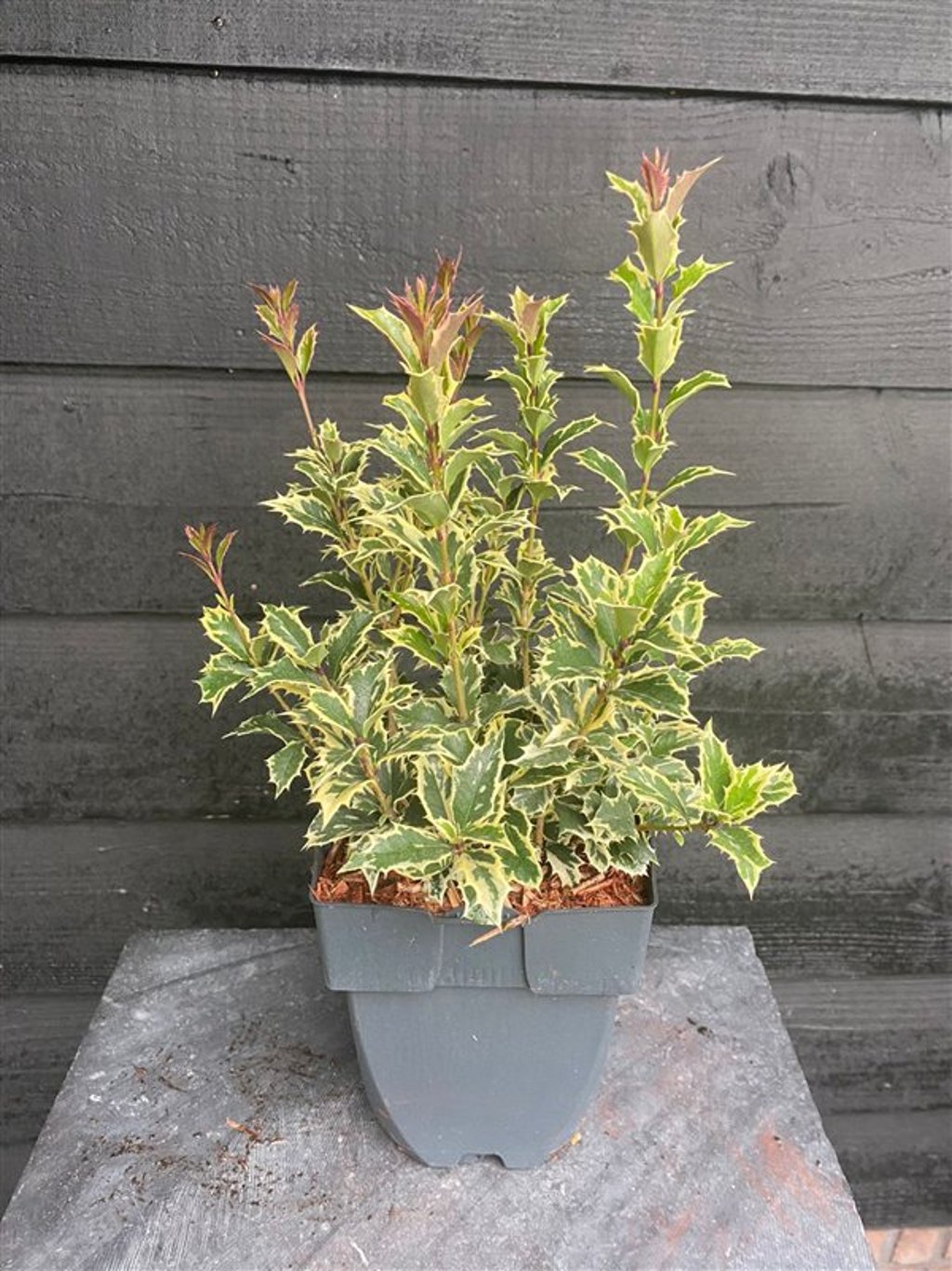 Osmanthus heter. 'Variegatus' - C2